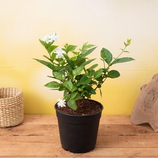 Jasminum sambac, Mogra Plant in 10 inch Grow Bag - Image 2