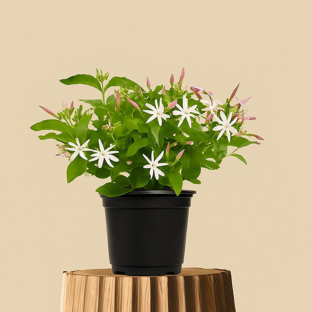Juhi, Jasminum Auriculatum Plant in 10 inch Grow Bag