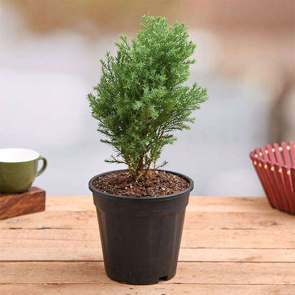 Juniper, Juniperous Erecta Plant in 5 inch Pot