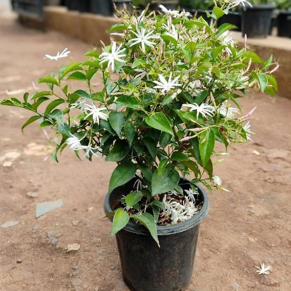 Kunda, Downy Jasmine Plant in 10 inch Grow Bag - Image 2