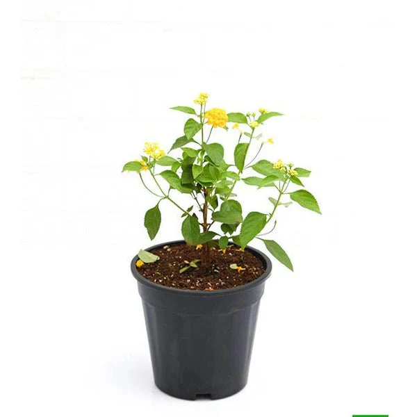 Lantana camara (Any Color) Plant in 10 inch Grow Bag