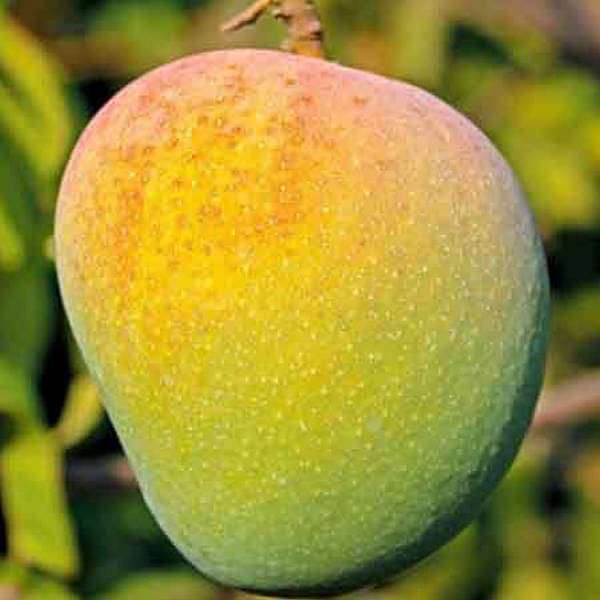 Mango Tree (Badami, Grafted) Plant in 10 inch Grow Bag - Image 2