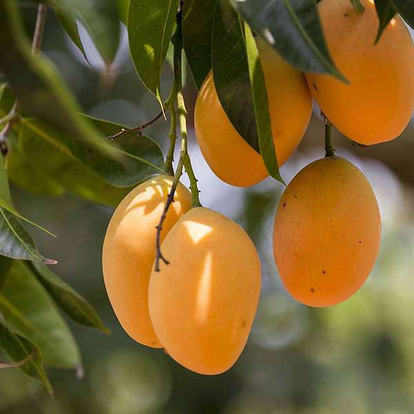 Mango Tree (Grown through seeds) Plant in 10 inch Grow Bag