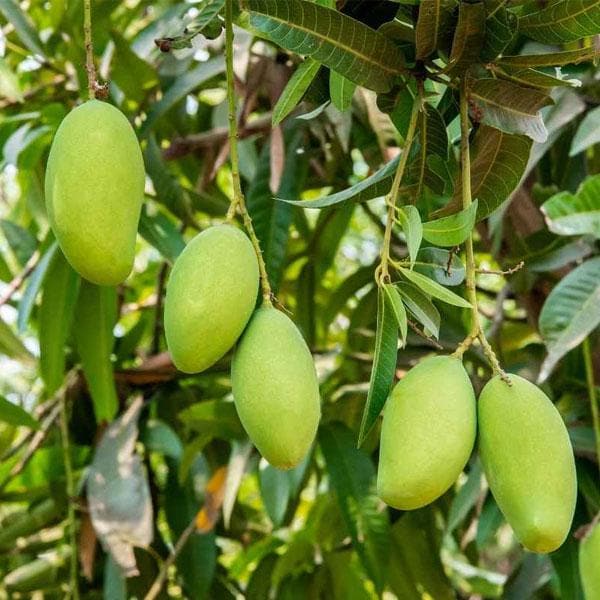Mango Tree (Kesar, Grafted) Plant in 10 inch Grow Bag