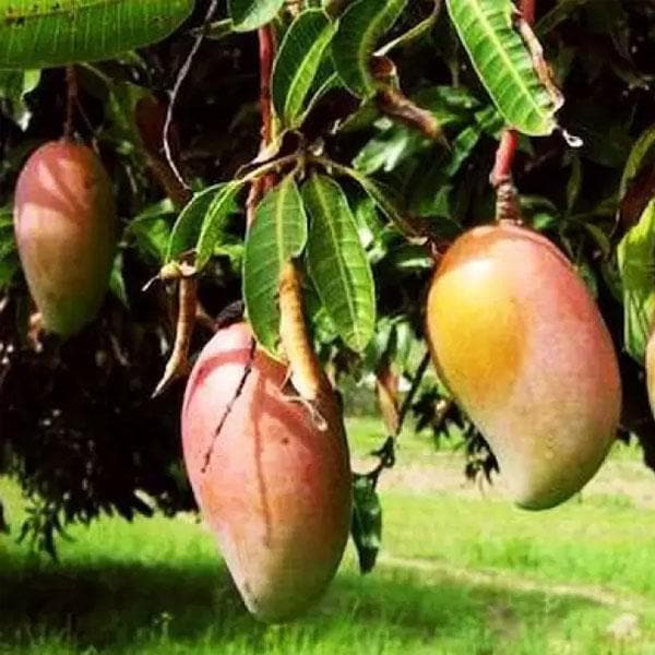 Mango Tree (Totapuri, Grafted) Plant in 10 inch Grow Bag