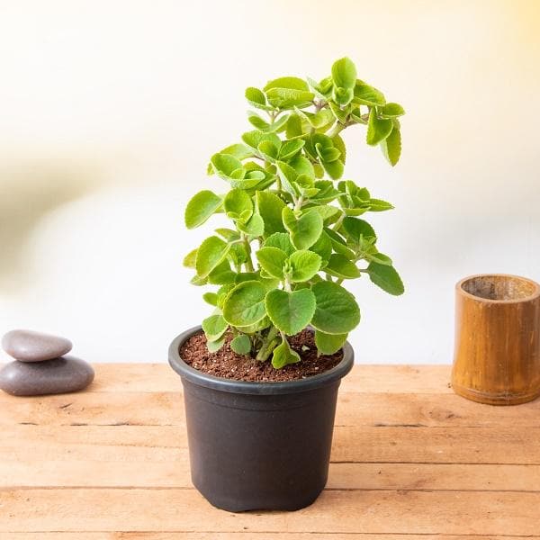 Mexican mint, Patharchur, Ajwain Leaves Plant in 10 inch Grow Bag