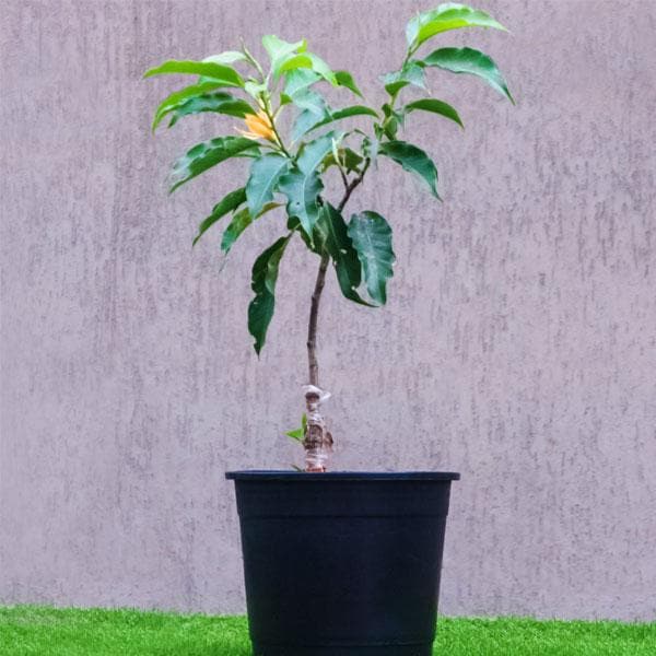 Michelia Champa, Son Champa (Orange, Grafted) Plant in 10 inch Grow Bag - Image 2