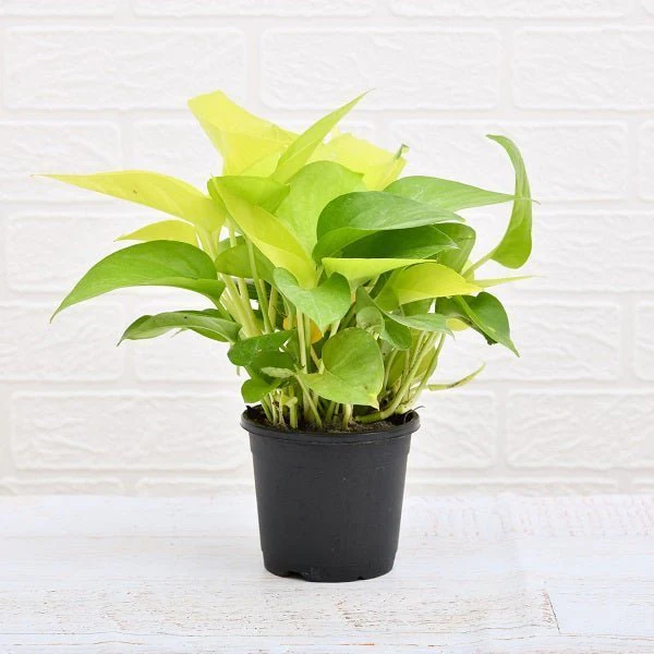 Money Plant Golden, Scindapsus (Golden) Plant in 5 inch (13 cm) Pot
