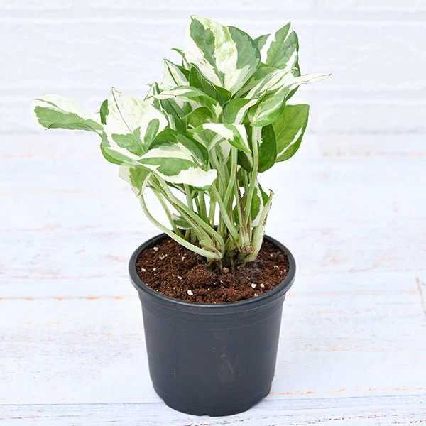 Money Plant marble prince, Scindapsus n joy Plant in 7 inch Hanging Round Plastic Pot