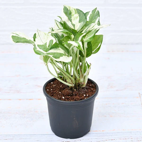 Money Plant marble prince, Scindapsus n joy Plant in 4 inch Pot
