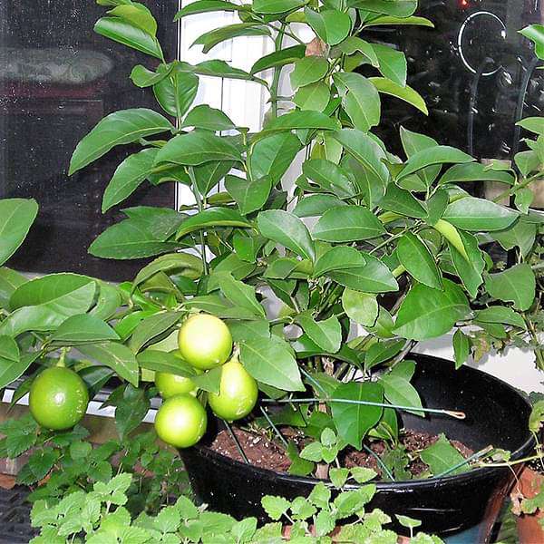 Nimboo, Lemon Tree Plant in 10 inch Grow Bag