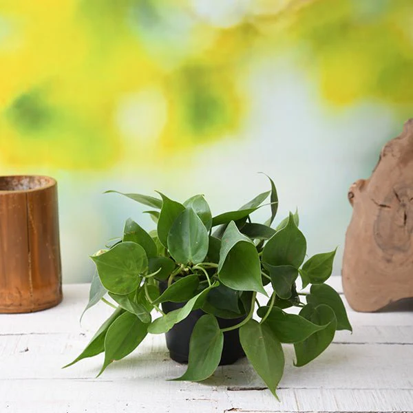 Philodendron Scandens Oxycardium Plant in 4 inch Pot - Image 2