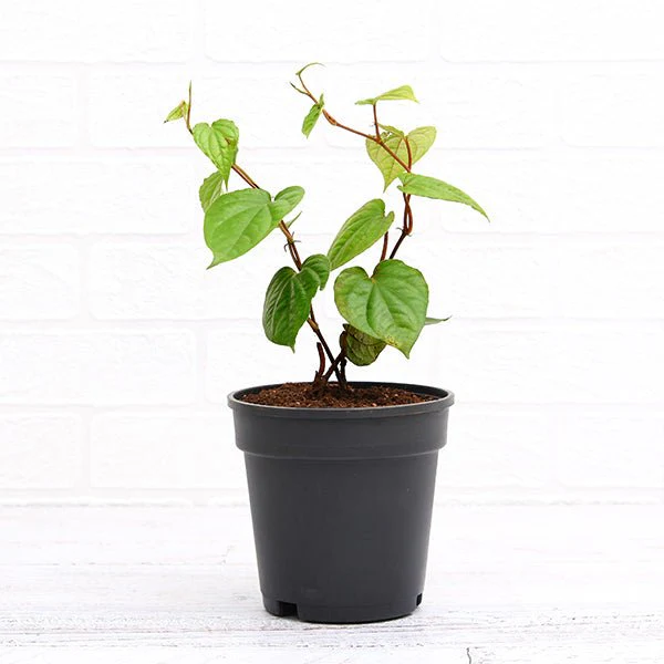 Piper Betel, Maghai Paan Plant in 5 inch Pot