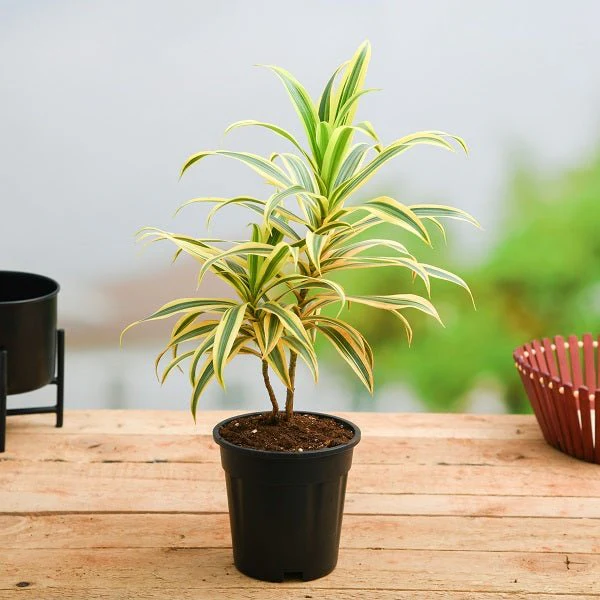 Pleomele, Song of India (Golden) Plant in 5 inch (13 cm) Pot