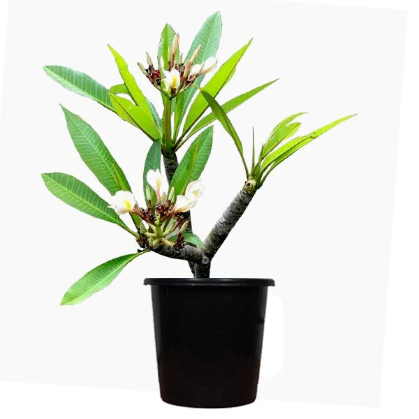 Plumeria, Champa (White) Plant in 10 inch Grow Bag - Image 2