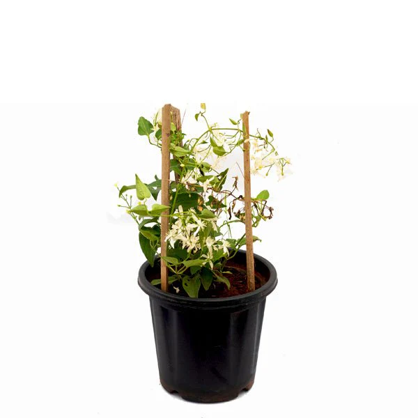 Ranjai Plant, Clematis heynei - Plant