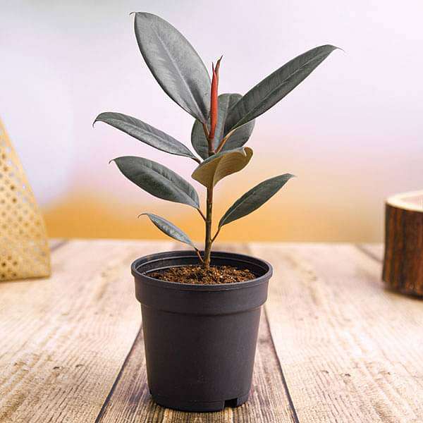 Rubber Plant, Ficus elastica (Robusta) Plant in 5 inch (13 cm) Pot