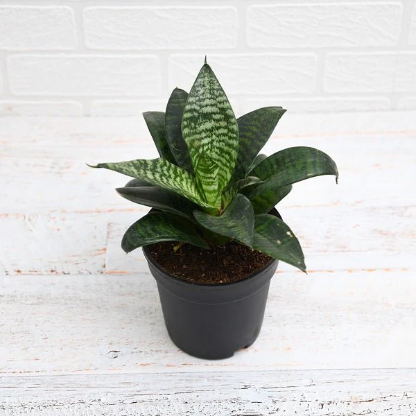 Snake Plant, Sansevieria trifasciata Hahnii in 5 inch (13 cm) Pot
