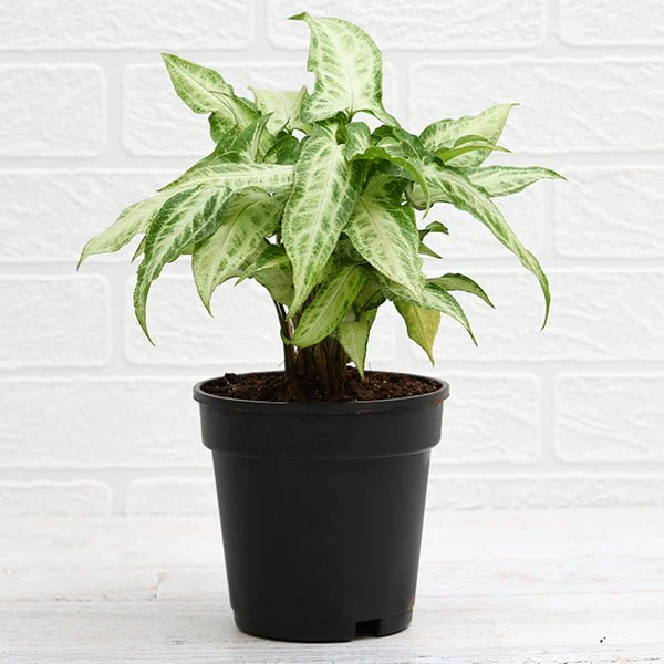Plants For Table Top