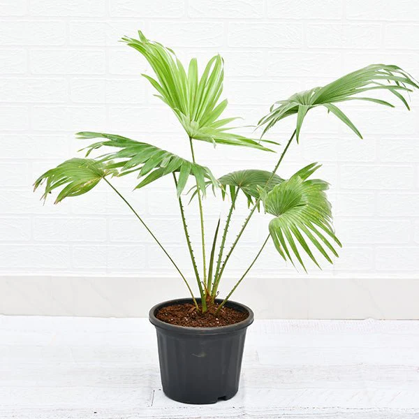 Table palm, Umbrella Palm Plant in 10 inch Grow Bag