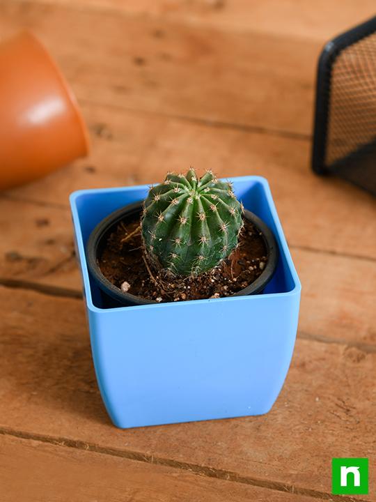 Notocactus roseoluteus - Cactus Plant - Image 2