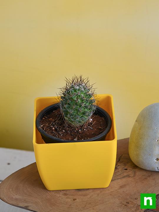 Notocactus rutilans - Cactus Plant - Image 2