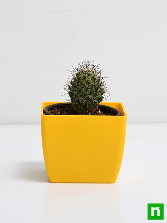Notocactus rutilans - Cactus Plant - Image 3