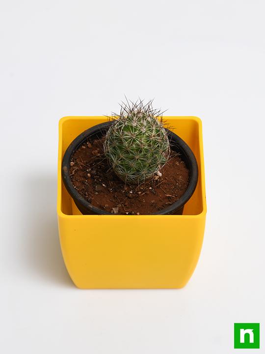 Notocactus rutilans - Cactus Plant - Image 4