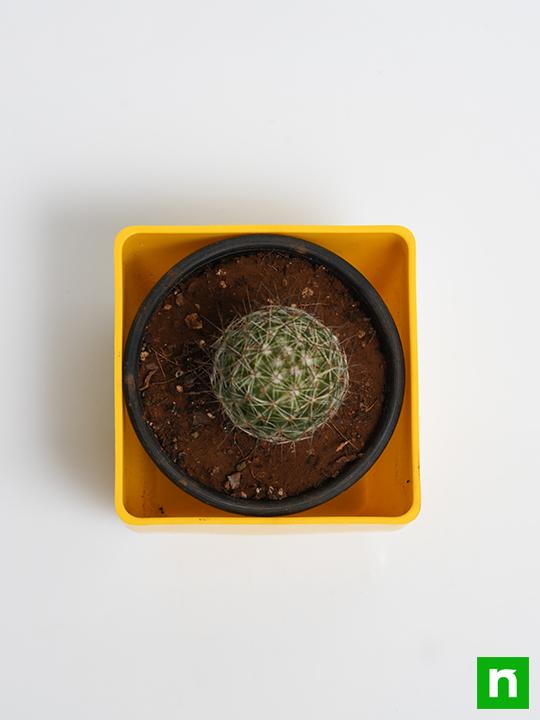 Notocactus rutilans - Cactus Plant - Image 5