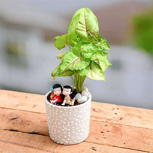 Share your love with Syngonium - Miniature Garden
