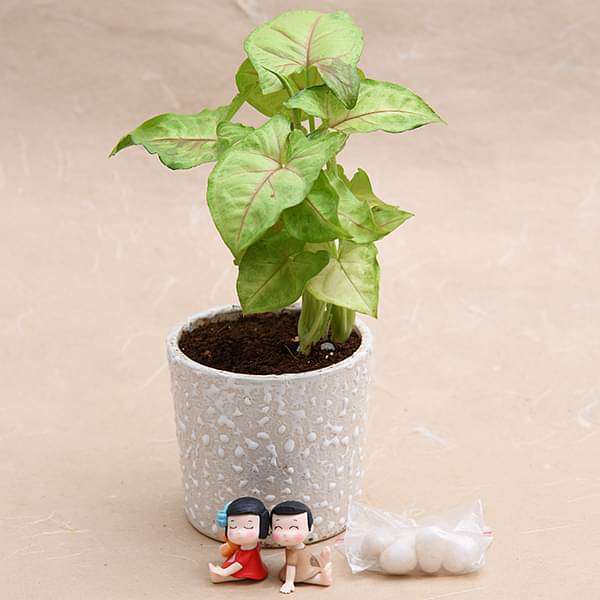 Share your love with Syngonium - Miniature Garden - Image 3