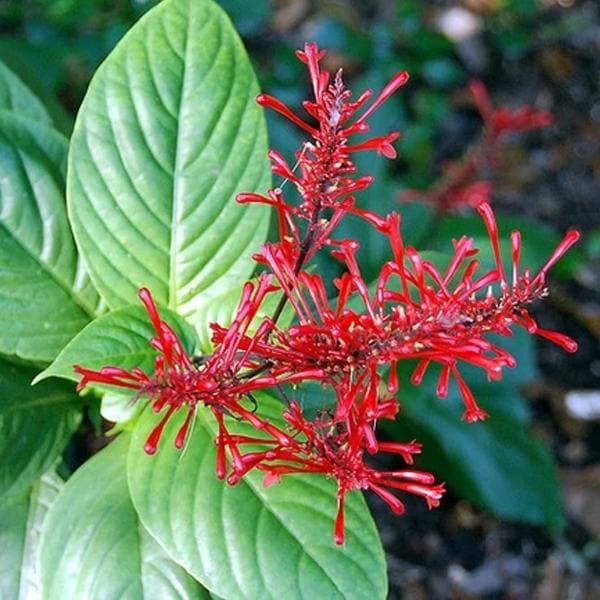 Odonotonema strictum - Plant