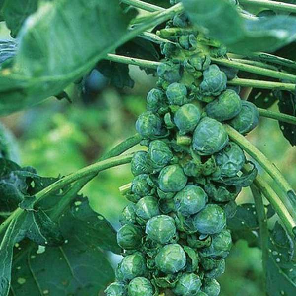 Brussel Sprout Long Island - Vegetable Seeds - Image 2