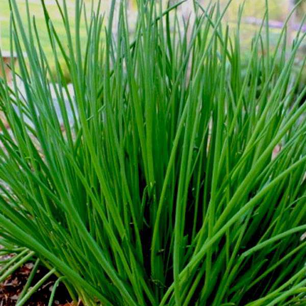 Chives - Herb Seeds