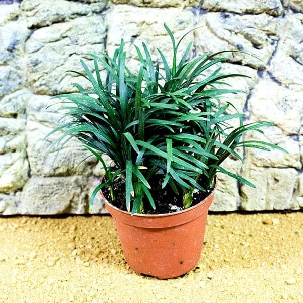 Ophiopogon Jaburan Green, Ophiopogon Green - Plant
