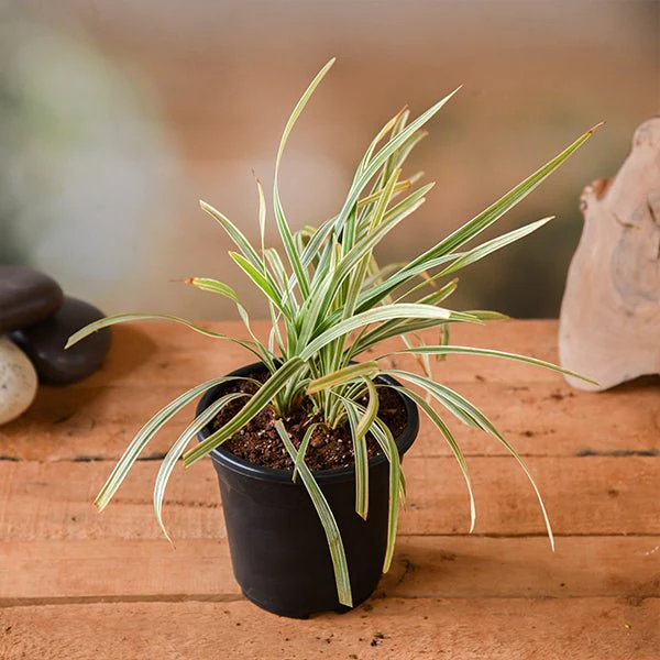 Ophiopogon Jaburan Variegated, Giant Lily Turf - Plant