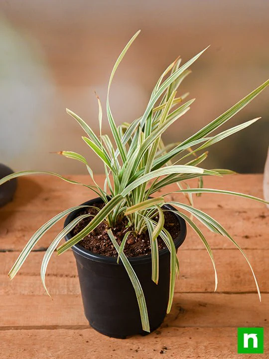 Ophiopogon Jaburan Variegated, Giant Lily Turf - Plant - Image 2