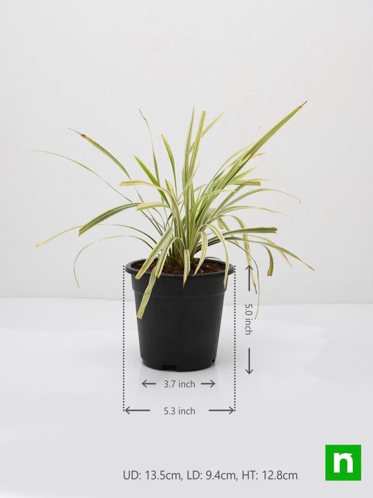 Ophiopogon Jaburan Variegated, Giant Lily Turf - Plant - Image 3