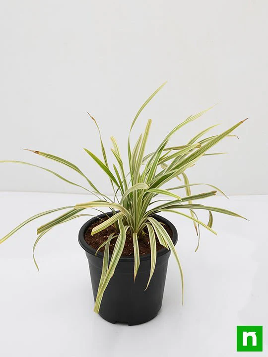 Ophiopogon Jaburan Variegated, Giant Lily Turf - Plant - Image 4