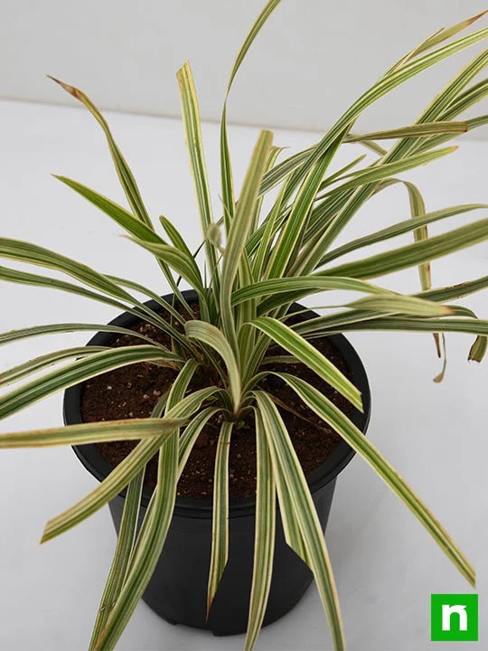 Ophiopogon Jaburan Variegated, Giant Lily Turf - Plant - Image 5