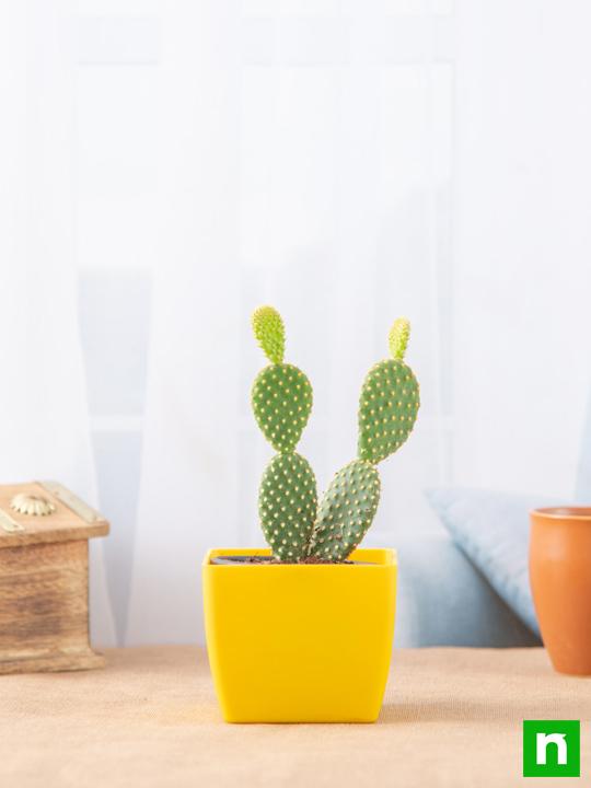 Bunny Ear Cactus, Opuntia microdasys - Cactus Plant - Image 2