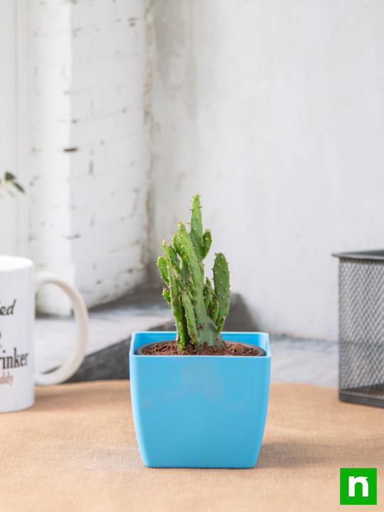 Opuntia monacantha - Cactus Plant - Image 2