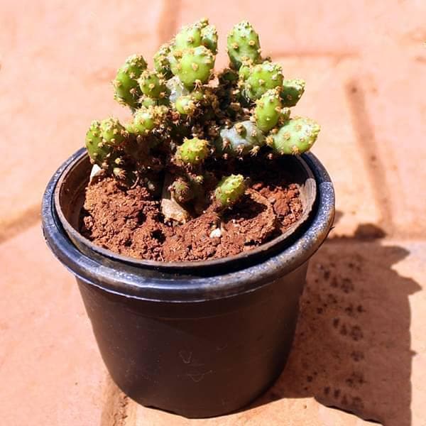 Opuntia species - Cactus Plant