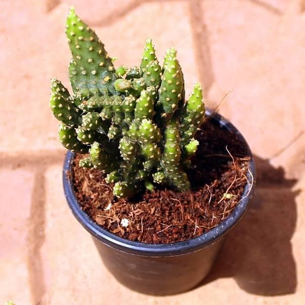 Opuntia tuna monstrosa - Cactus Plant