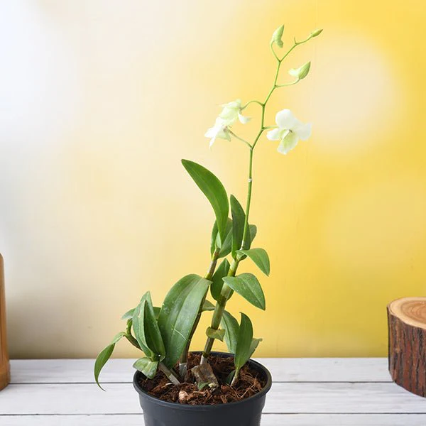 Orchid Plant, Dendrobium Orchid (Any variety, White) - Plant - Image 2