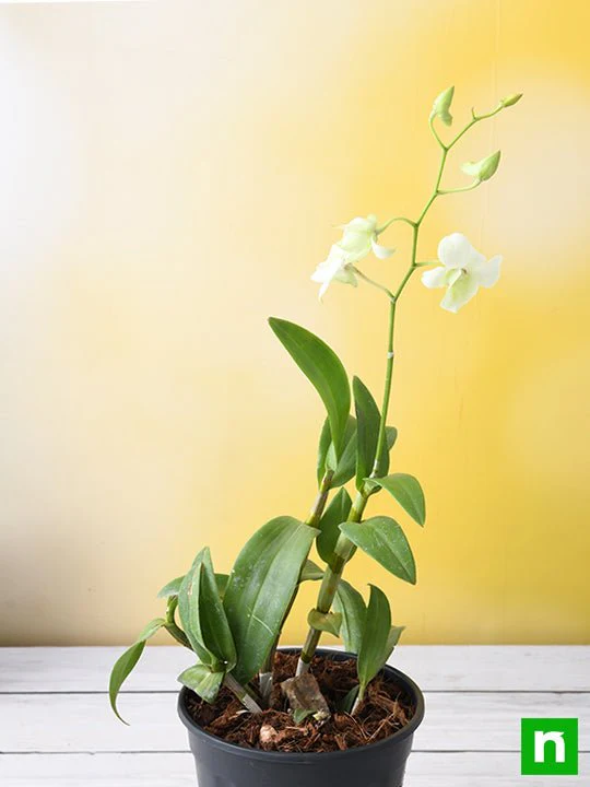 Orchid Plant, Dendrobium Orchid (Any variety, White) - Plant - Image 3