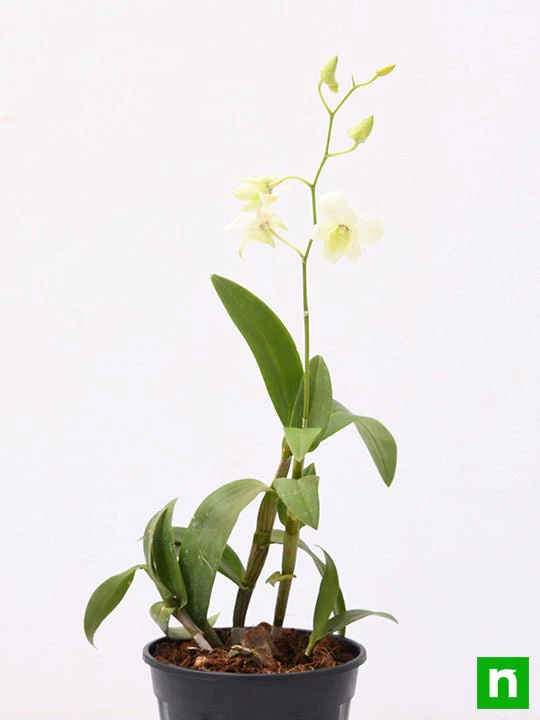 Orchid Plant, Dendrobium Orchid (Any variety, White) - Plant - Image 4