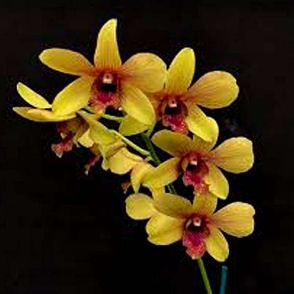 Orchid Plant, Dendrobium Orchid (Any variety, Yellow) - Plant - Image 2