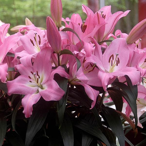 Oriental Lily, Albufeira lily (Pink, White) - Bulbs (set of 5)