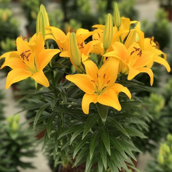 Oriental Lily, Serrada Lily (Yellow) - Bulbs (set of 5)